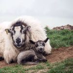 munichmountaingirls-bergblog-muenchen-kathrin-heckmann-South-West-Coast-Path-National-Trail